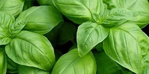 Amazing benefits of basil